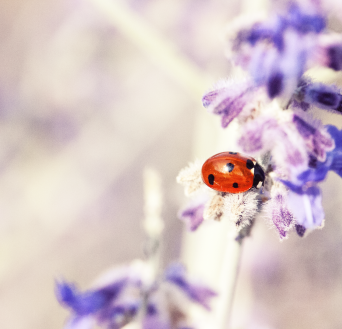 Coccinelle